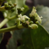 Psychotria gardneri Hook.f.